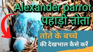 पहाड़ी तोते के बच्चे की देखभाल ऐसे करें, Taking Care of Baby Alexander parrot/bird