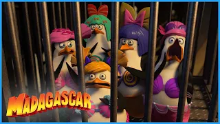 Then penguins get dressed | DreamWorks Madagascar