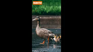 🦆🐣 «Янголи у пікселі» допомогли каченятам перейти дорогу #shorts