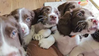 7 Week Old English Springer Spaniel Puppy's At Play