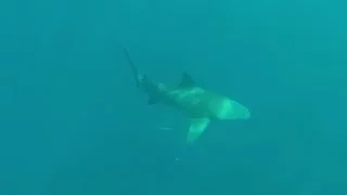 Orion Spearguns - Hunting With Bull Sharks