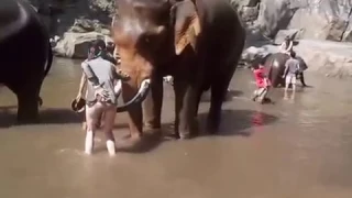 Слону не понравилось, как девушка трогает его хобот.