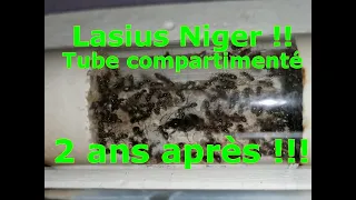 Fourmis LASIUS SP NOIR (NIGER) en tube compartimenté plâtre ( TUTO ) après 2 ans de service. Medoc72