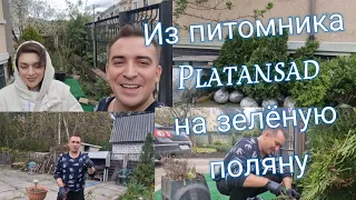 VLOG: Из питомника  Platansad   на зелёную  поляну.. Дачныйсезон