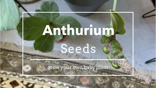 growing anthuriums from your own seeds