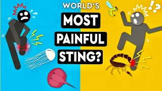 What Is The Most Painful Sting You Can Survive? DEBUNKED