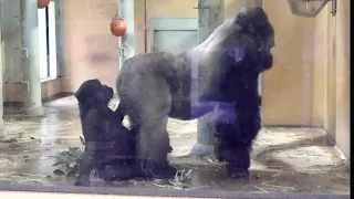 Gorilla⭐️Kintaro's face was completely covered by his father's big butt.【Momotaro  family】