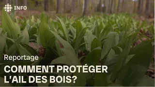 La semaine verte | Dompter l'ail des bois