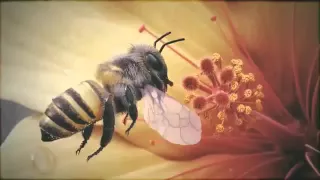 3D анимация пчелы