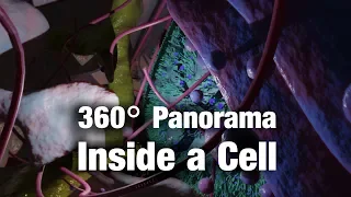 Panorama Inside a Cell