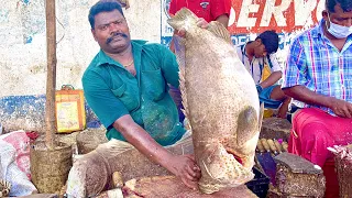 MASSIVE GROUPER FISH CUTTING | KASIMEDU SELVAM FISH CUTTING VIDEO | #KASIMEDU | UK SONS MARINE