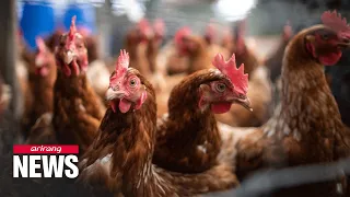 World News: Bird flu cases on the rise causing surge in food prices