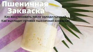 ПШЕНИЧНАЯ ЗАКВАСКА для хлеба ✧ Как восстановить закваску из холодильника ✧ Как кормить закваску