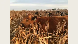 Strip-Grazing Milo: Alternative Winter Feeding with Rusty Lee