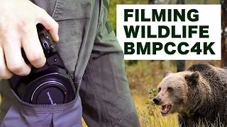 WILDLIFE FILMMAKING with the BMPCC4K