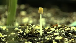 Life & Death of Mushroom Time Lapse