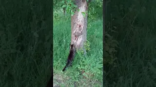 ASMR Cat Scratching Tree While Birds are Whistling #shorts