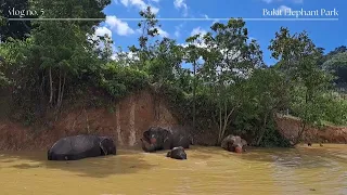 Elephant Sanctuary Phuket, Thailand. Bukit Elephant Park