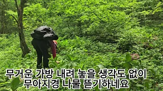 대관령아짐~~ 참나물 산행 왜 혼자서??(참나물, 나물취, 곰취, 고비,풀고비, 흑고비,넘취)평창