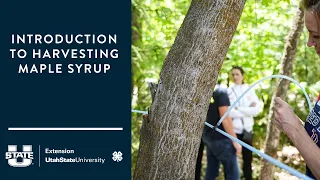 Introduction to Harvesting Maple Syrup in Utah