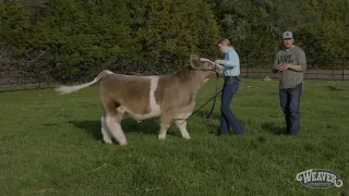 Showmanship: The Right Way to Set Up A Calf
