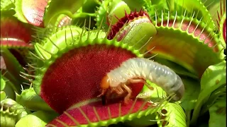 Венерина мухоловка   Dionaea muscipula