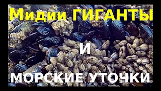 МИДИИ-ГИГАНТЫ И МОРСКИЕ УТОЧКИ!!! В ПОИСКЕ НЕИЗВЕСТНОГО ДЕЛИКАТЕСА!!! США - ТИХИЙ ОКЕАН!