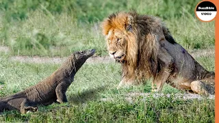 Even Lion Cant Survive A Komodo Dragon Attack