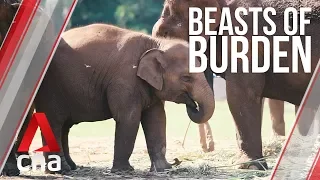Taste of freedom: An abused young elephant's rescue from captivity