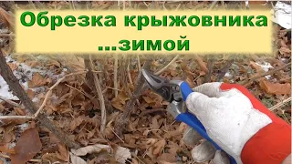 Обрезка крыжовника зимой