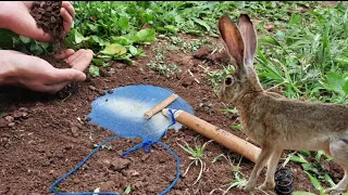 فخ جديد لصيد الأرانب على المباشر 🐇 Amazing rabbit trap