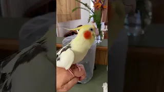 Cockatiel Buddie singing 🎶