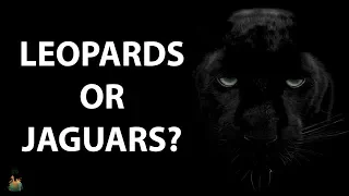 Panthers are actually jaguars or leopards?