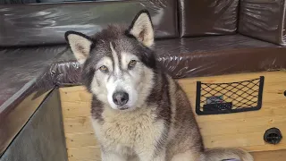 Husky gets told he Stinks when he's wet