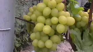 Сорт винограда "Валёк" - сезон 2019 # Grape sort "Valek"