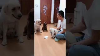 You will get STOMACH ACHE FROM LAUGHING SO HARD 🤣🐶Funny Dog Videos #Short​ 47