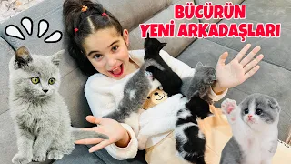 BÜCÜR YENİ DOĞAN YAVRU KEDİLERİ ZİYARETE GİTTİ !! ARKADAŞ KEDİLERE İSİM KOYALIM !!