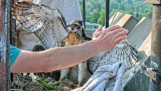 Fly Larvae Infestation in Young Red-tailed Hawks' Ears = Veterinary Intervention @ the #CornellHawks
