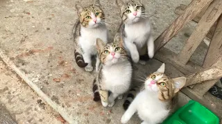 Super cute playful kittens having so much fun