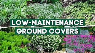 5 Low Maintenance Ground Cover Plants to Prevent Weeds 👍👌 // Part 3 💚