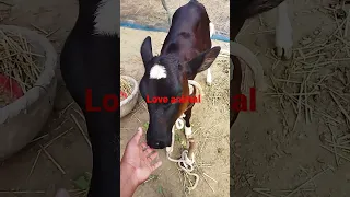 A cute baby cow plying in romance mode love reaction we love animal video @shortvideo