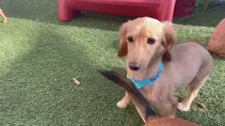 Tiny dog daycare group at Wag Atlanta