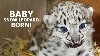 Snow leopard BORN! - The Big Cat Sanctuary