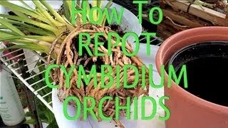Easy Orchid Care Tips : How To REPOT a root bound CYMBIDIUM ORCHID in under 10 minutes