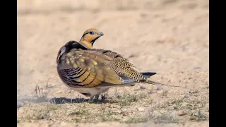 The Pin-tailed Sandgrouse (Pterocles alchata) / קטה חדת זנב