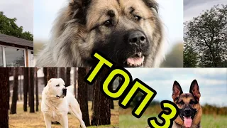 Топ 3 самых крутых собак для охраны двора и большых территорий. Собака для охраны что купить???