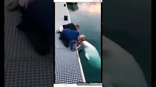 Biggest whale,Guy drops his phone but this Belanga Whale takes care of business.