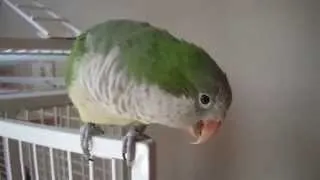 Kiki the talking quaker parrot!