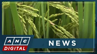 USDA: PH projected to be world's top rice importer | ANC