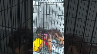 first time in Cage
